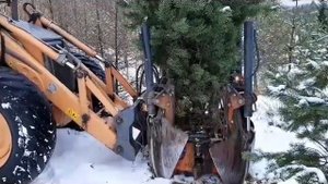 Пересадка больших и взрослых деревьев машиной в питомнике растений. Посадка деревьев весной и осень