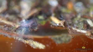 Как правильно варить калмыцкий кирпичный чай