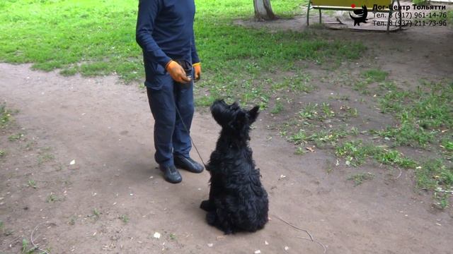 Учим собаку команде Сидеть из движения. Шигаев Роман и ризеншнауцер Куба. Тольятти, 14 августа 2019.