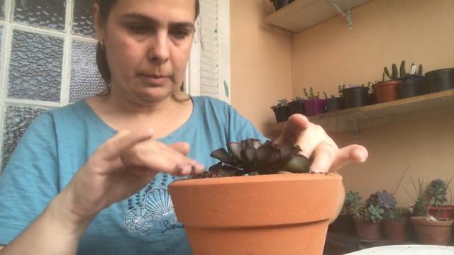 Minha Echeveria Painted frills смотреть онлайн