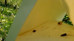 Как определить ЛЁТ ПЛОДОЖОРКИ? Установка феромонных ловушек.