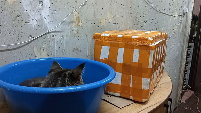 Попався! Касик 1