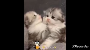 весёлые котята!@BaRaBaN-Tv