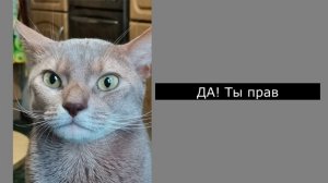 Зачем коту нужно в Мурманск? Смешной чат кота и его хозяина. 34 СЕРИЯ. Ржака до слез