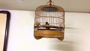 Тимелия земляная белобрюхаяSpot throated Babbler Pellorneum albiventre