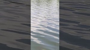 рыбалка Краснодар озеро Карасуны