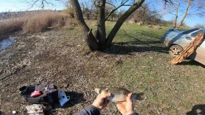 Рыбалка на карася. Весенние караси рвут поводки.