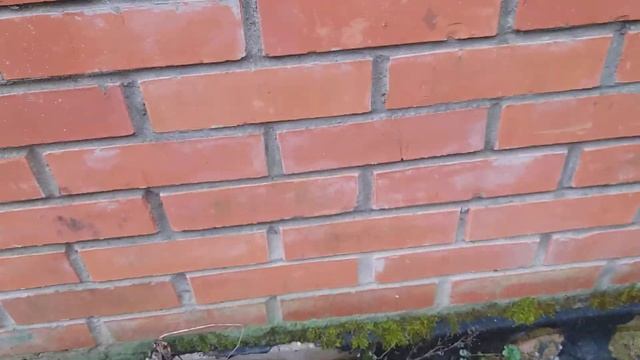 12.03.2020 - вот такая у нас зима (растаяла прошлогодняя кладка яиц) смотреть онлайн