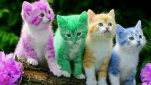 Слайд шоу. Котята под музыку