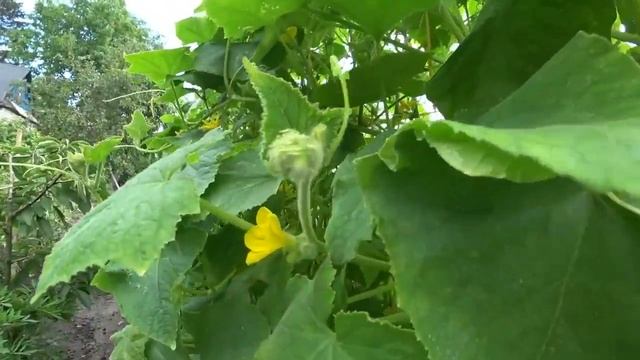 ДАЧНИКИ ПОДРАЛИСЬ ЗА РЕЦЕПТ. СРОЧНО Дайте в Августе Огурцам. смотреть онлайн