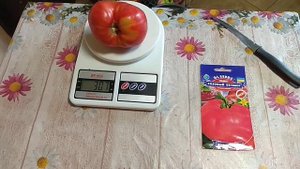 Дегустация : томат розовый бегемот