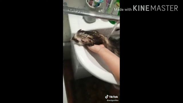 Приколы//смех до слез//смешные люди и животные. смотреть онлайн