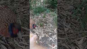 как приручить охотничьего фазана