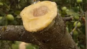 Чем лучше замазать спилы? (Агроном Людмила Решетникова)