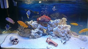 Мои цихлиды в 200 л. аквариуме.