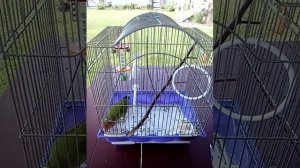 Как назвать попугая?/ Примеры имен/ Важно!/