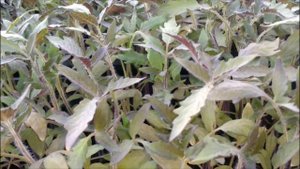 ШОК.РАССАДА ТОМАТОВ ФИОЛЕТОВАЯ.ЧТО ДЕЛАТЬ?