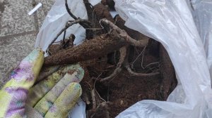 МИРАБИЛИС. Однолетнее или многолетнее растение?