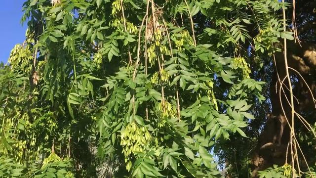 Weeping Ash (Fraxinus excelsior 'Pendula') - leaves & samaras - June 2018 смотреть онлайн