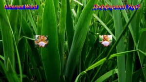 Купить ирисы высокие бородатые. Коллекция ирисов более 370 сортов из Америки и Австралии. Часть 1.