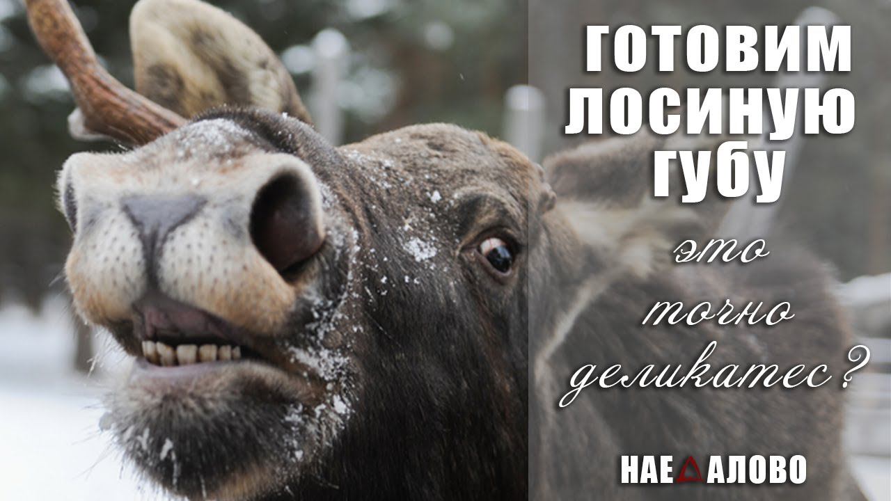 Лосиная губа под красным соусом! смотреть онлайн