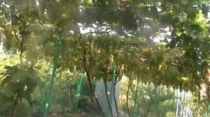 В гостях у соседа. Виноград на арке.