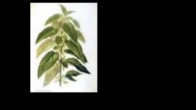 Дикие растения и как их есть смотреть онлайн