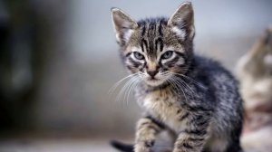 Мяуканье котенка (Звук злого котенка, который мяукает и шипит) | (1 Минута)