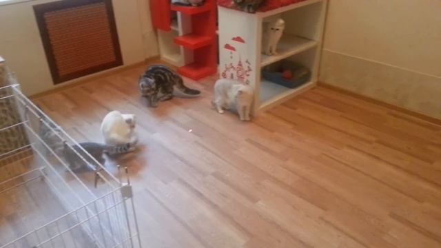 Мои кошки обожают играть с лазерной указкой смотреть онлайн