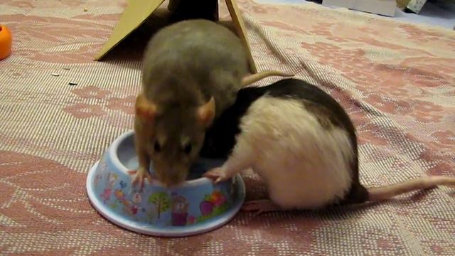 "Когда я ем - я глух и нем" смотреть онлайн