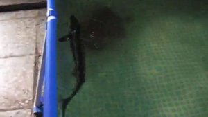 Осётр в УЗВ (установка замкнутого водоснабжения)