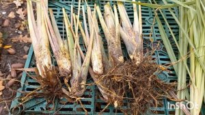 Лемонграсс - тропический злак.