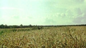 LV - Бескрайнее поле