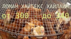 Куры несушки Сравнение яйценоскости