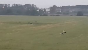 Народные приметы про аистов.