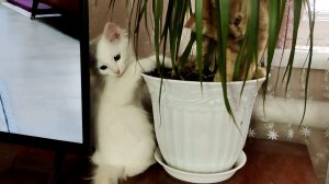 Котята играют с комнатным растением.