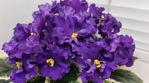 Фиалка ВаТ-Африка