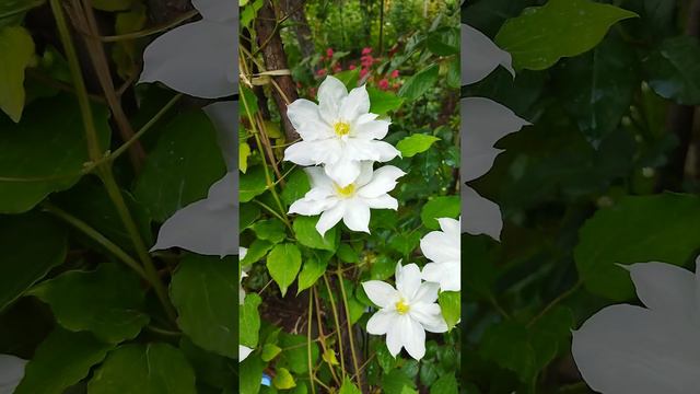 Clematis Isago