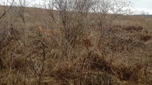 Hungarian Vizsla tracking and pointing pheasant