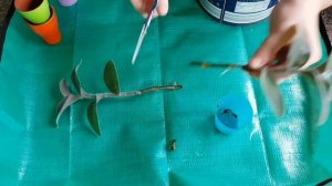 Традесканция силламонтана?Посадка черенков и уход/Tradescantia  Sillamontana
