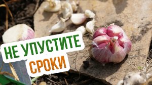 Особенности выкопки и хранения ярового чеснока. Отличия чеснок ярового и озимого
