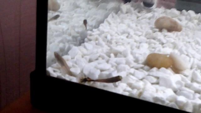 Почему гуппи себя так ведут??? смотреть онлайн