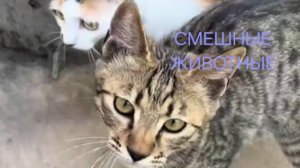 Смешные животные | КОТЯРА
