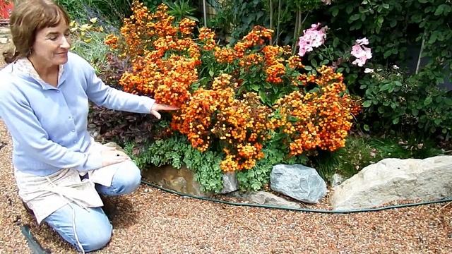 Annie's Annuals & Perennials Episode 002 - Calceolaria integrifolia 'Kentish Hero' смотреть онлайн