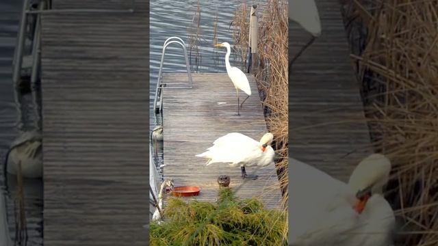 Лебедь и цапля вместе. White swan and heron #shorts