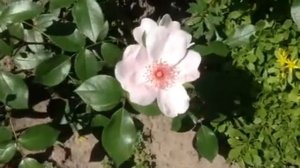 Роза Астрономия май 2014