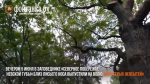 Комитет по природопользованию отпустил на волю двух сов, спасённых петербуржцами и прошедших лечени