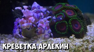 Креветка Арлекин | Морской аквариум