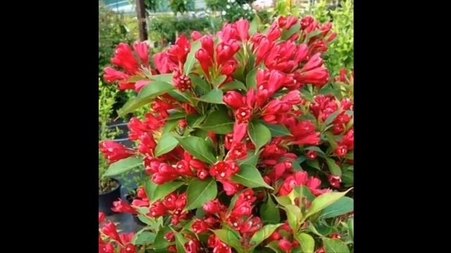 #Вейгела2 Декоративные #кустарники53 Декоративные растения смотреть онлайн