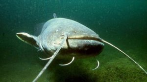 Книга Л.П. Сабанеева | Все о соме | Часть 1